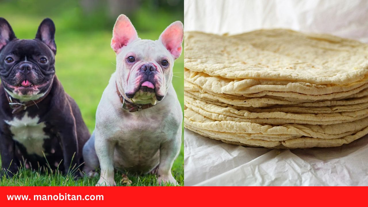 Read more about the article Can Frenchies Eat Tortillas | Can French Bulldogs Eat Tortillas
