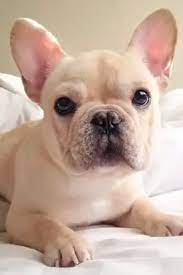 Cream Frenchie price, sale, care | Cream French Bulldogs, price, sale, care