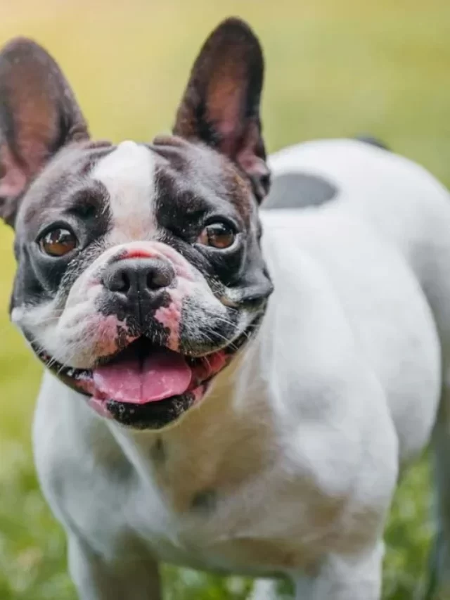 Is Sweet Potato safe for Dogs ?