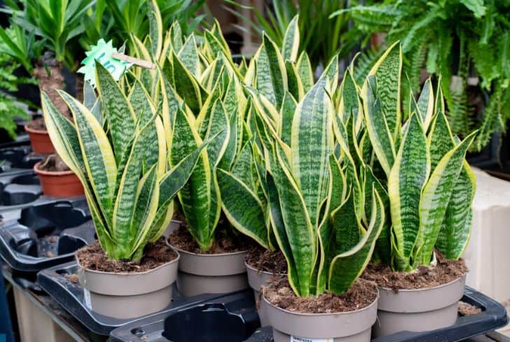 Are Snake Plants Toxic to Dogs