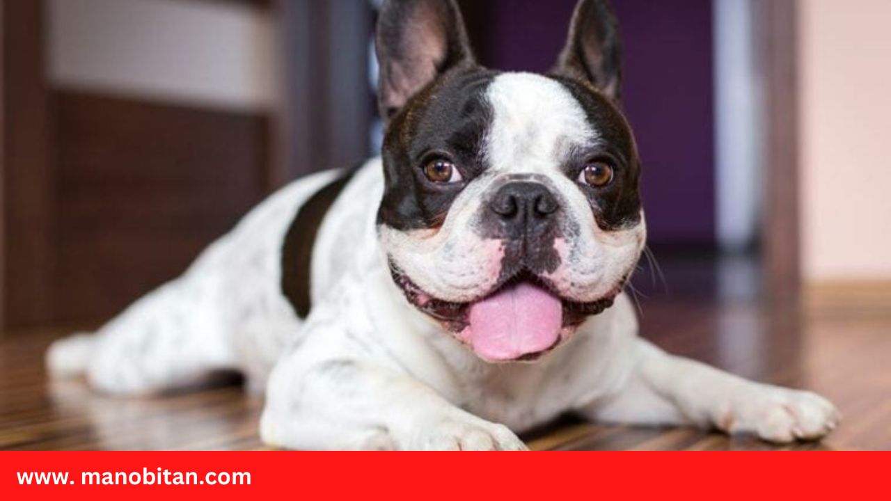 Read more about the article Black and White French Bulldog – all Information, price, for sale, DNA, cost | Black and White Frenchie
