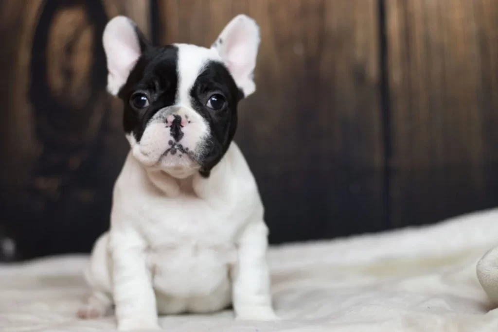 Black and White French Bulldog - all Information, price, for sale, DNA, cost Black and White Frenchie