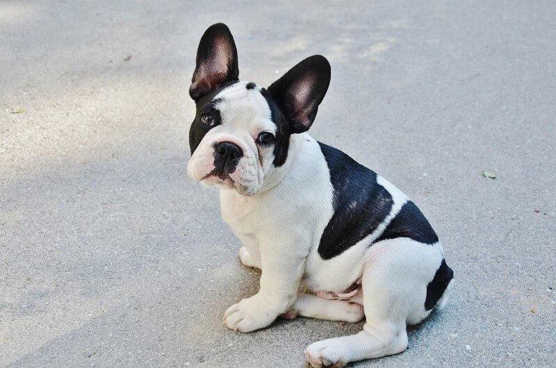 Black and White French Bulldog - all Information, price, for sale, DNA, cost Black and White Frenchie