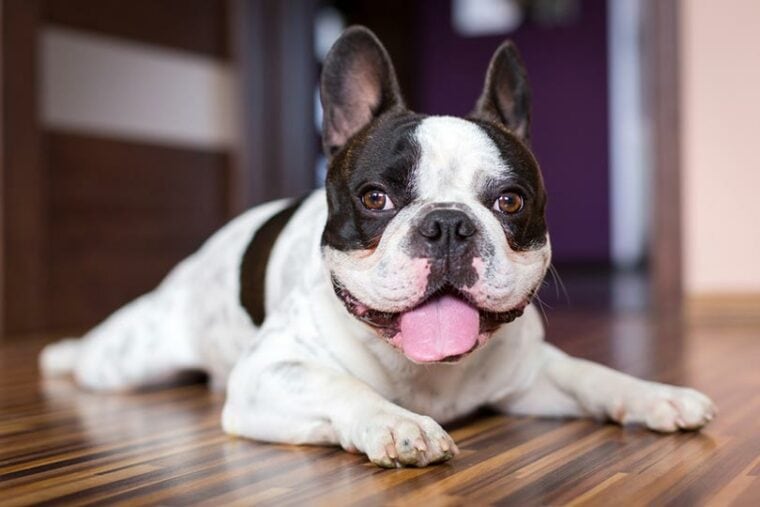 Black and White French Bulldog - all Information, price, for sale, DNA, cost Black and White Frenchie