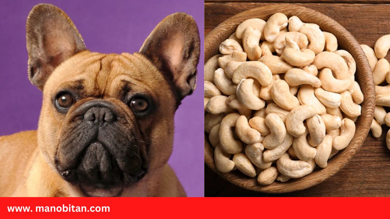 Read more about the article Can Frenchies Eat Cashew Nuts | Can French Bulldogs  Eat Cashew Nuts