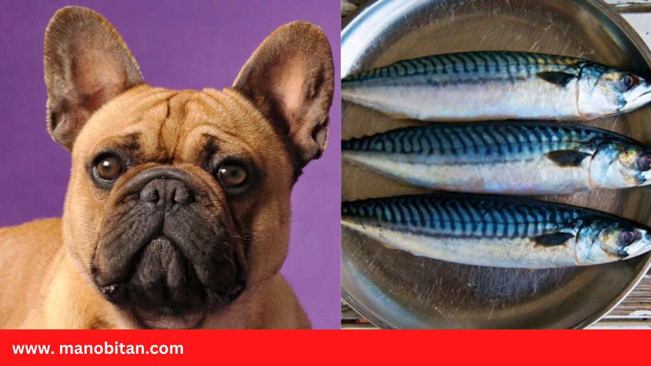 Read more about the article Can Frenchies Eat Mackerel | Can French Bulldogs Eat Mackerel