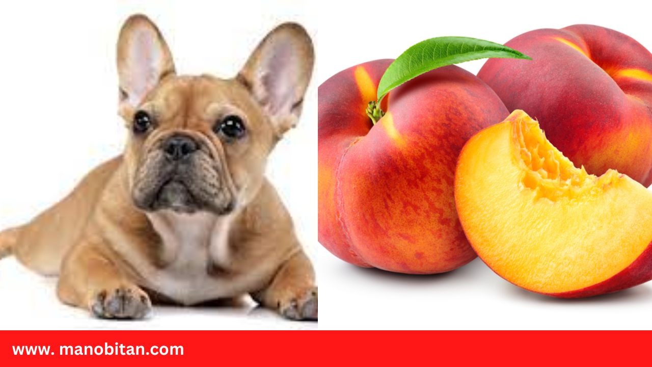 Read more about the article Can Frenchies Eat Peaches | Can French Bulldogs Eat Peaches