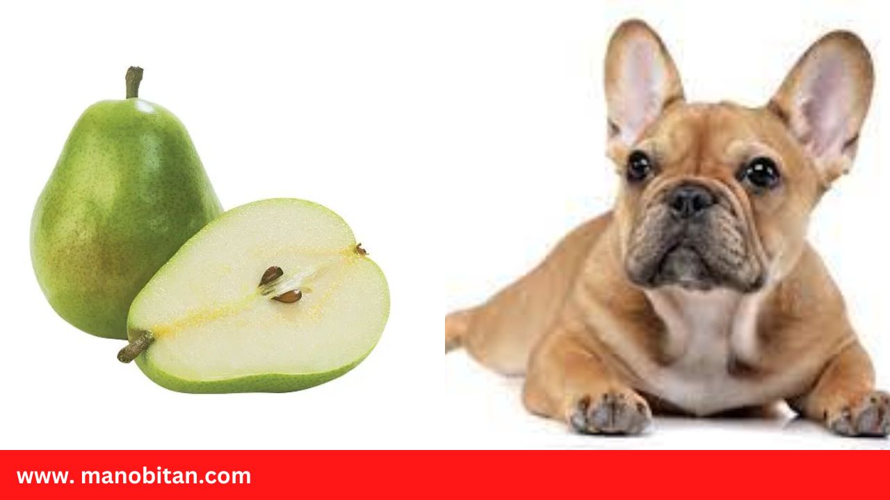 Read more about the article Can Frenchies Eat Pears | Can French Bulldogs Eat Pears