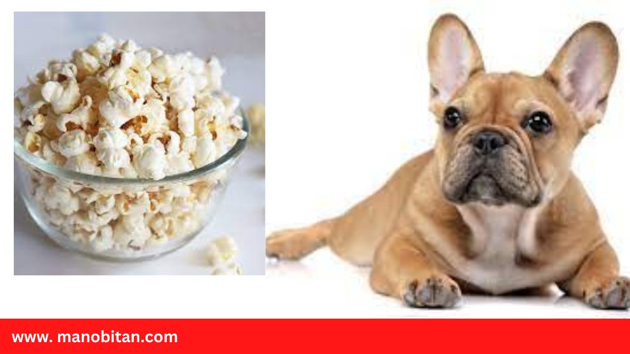 Read more about the article Can Frenchies Eat Popcorn | Can French Bulldogs Eat Popcorn