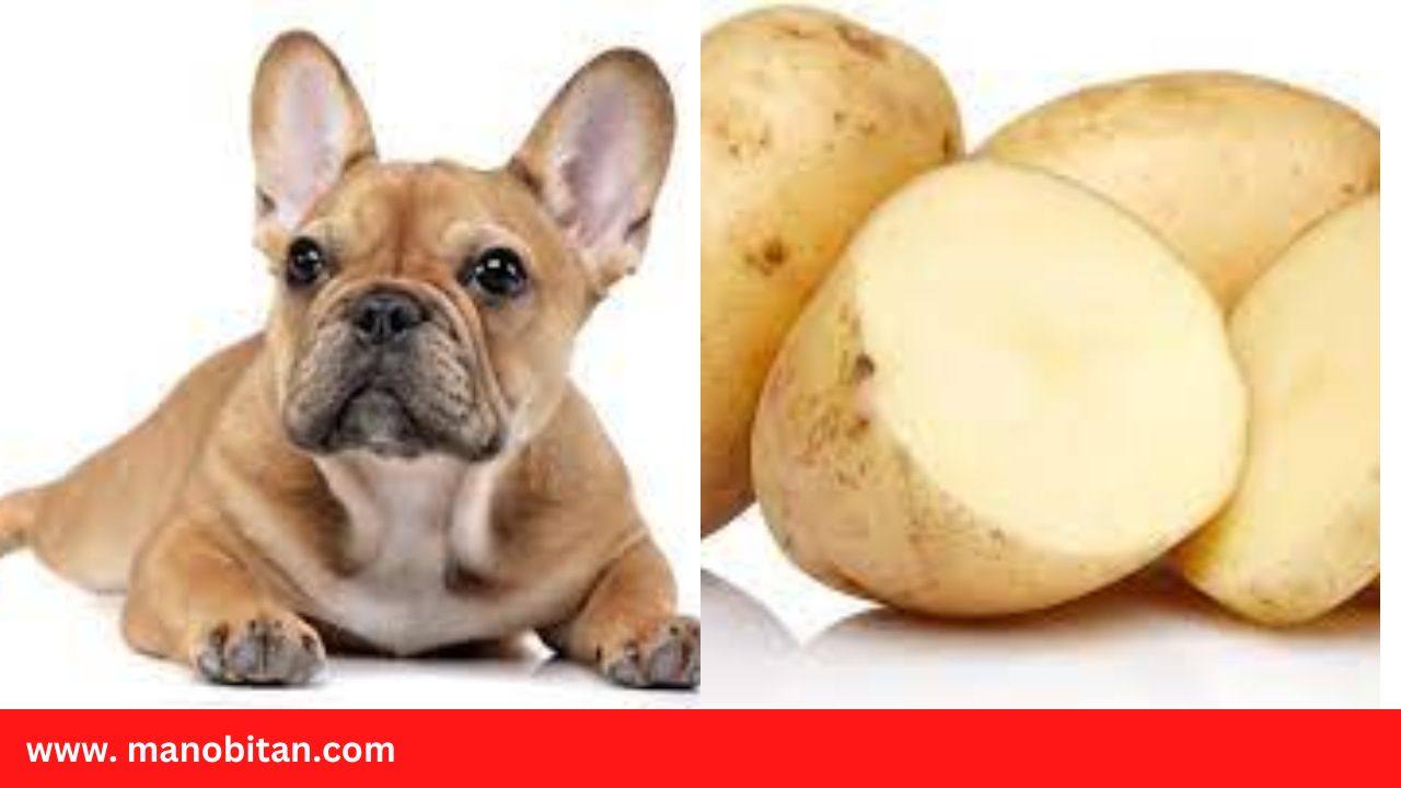 Read more about the article Can Frenchies Eat Potatoes | Can French Bulldogs Eat Potatoes