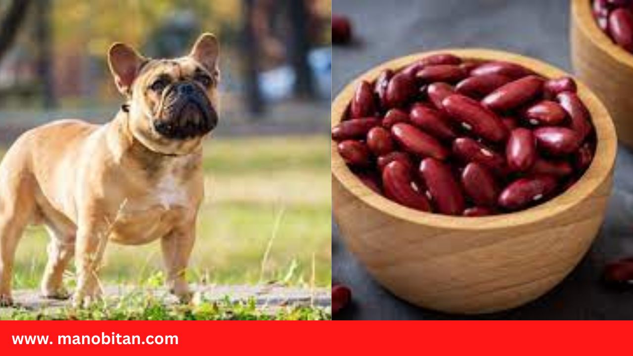Read more about the article Can frenchies Eat Kidney Beans | Can Dogs Eat Kidney Beans
