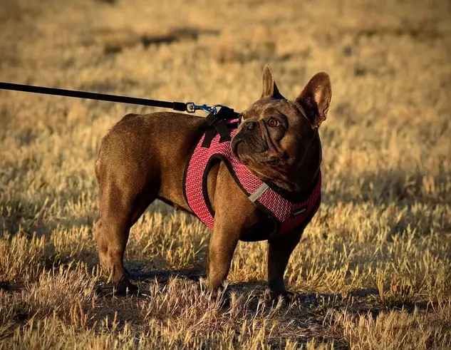 Chocolate French Bulldog - all Information, price, for sale, DNA, cost | Chocolate Frenchie