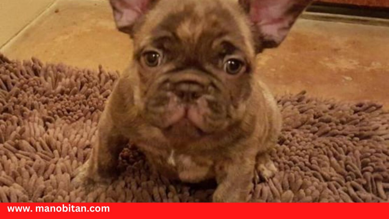 You are currently viewing Chocolate French Bulldog – all Information, price, for sale, DNA, cost | Chocolate Frenchie