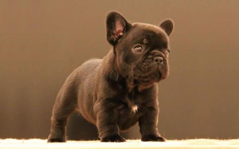 Chocolate French Bulldog - all Information, price, for sale, DNA, cost | Chocolate Frenchie