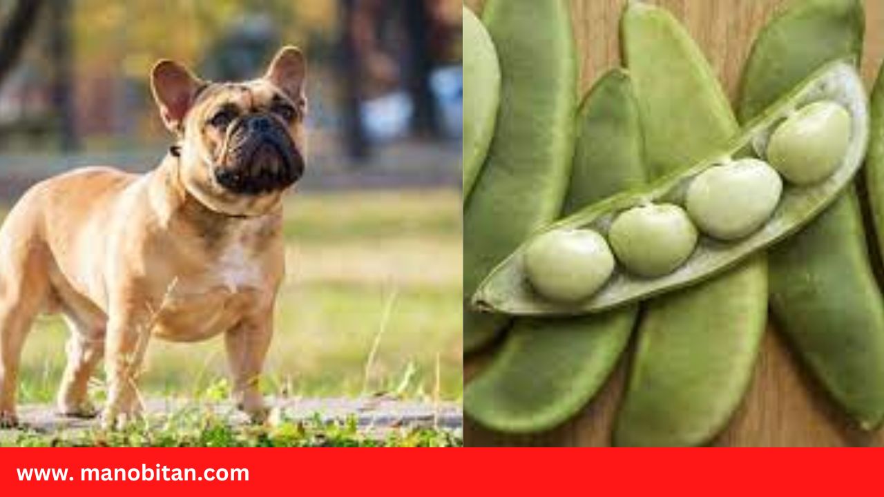 Read more about the article Can Frenchies Eat Lima Beans | Can French Bulldogs Eat Lima Beans