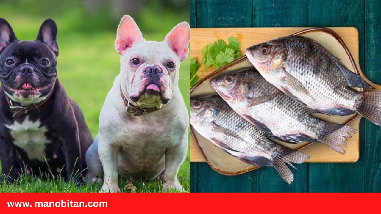 Read more about the article Can Frenchies Eat Tilapia | Can French Bulldogs Eat Tilapia