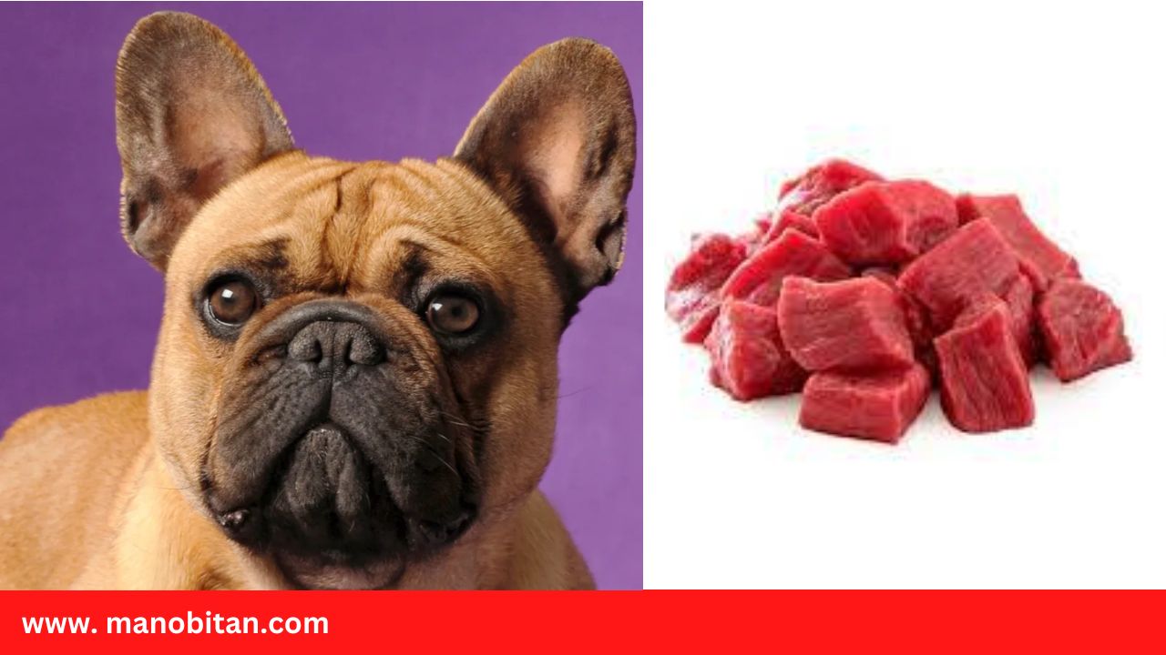 Read more about the article Can Frenchies Eat Beef | Can French Bulldogs Eat Beef