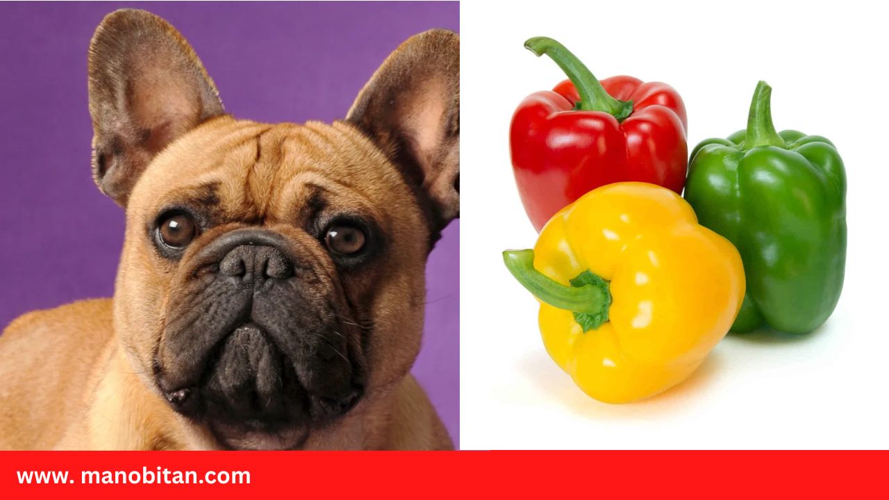 Read more about the article Can Frenchies Eat Bell Peppers | Can French Bulldogs Eat Bell Peppers
