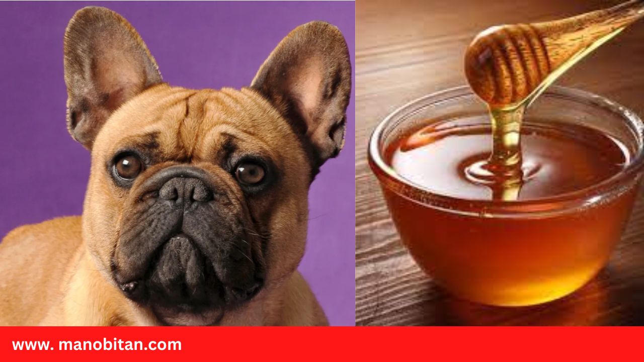 Read more about the article Can Frenchies Eat Honey | Can French Bulldogs Eat Honey