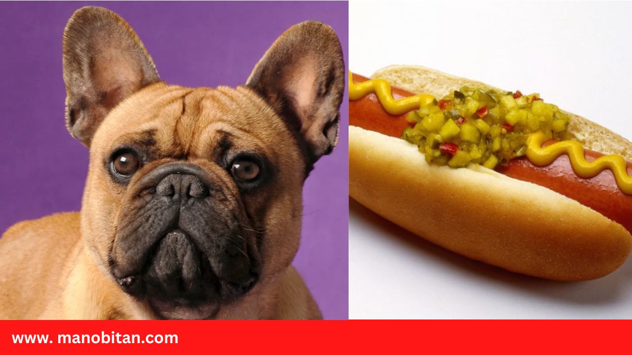 Read more about the article Can Frenchies Eat Hot Dogs | Can Dogs Eat Hot Dogs