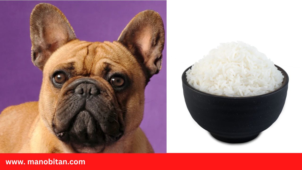 Read more about the article Can Frenchies Eat Jasmine Rice | Can Dogs Eat Jasmine Rice