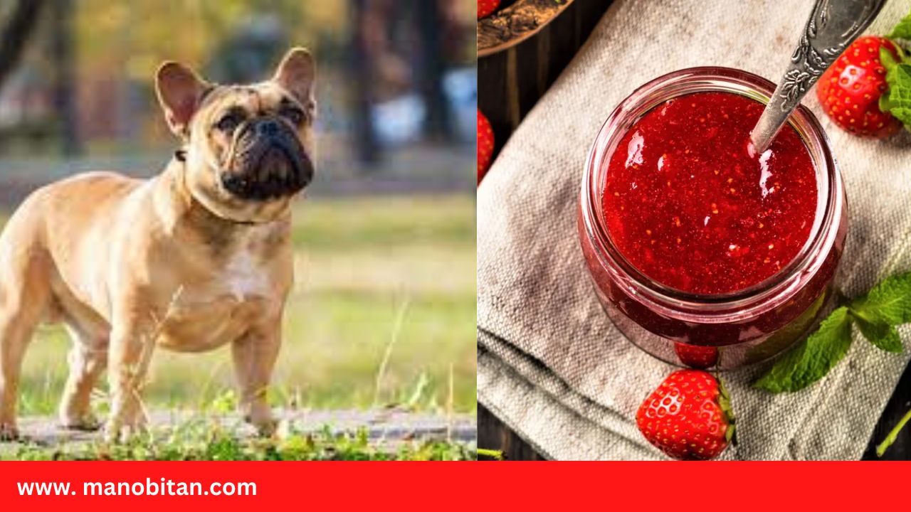 Read more about the article Can Frenchies Eat Jelly | Can Dogs Eat Jelly