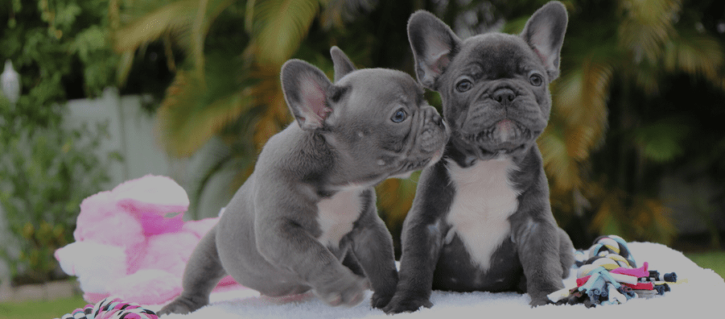 Exotic French Bulldog- all Information, price, for sale, DNA, cost | Exotic Frenchie