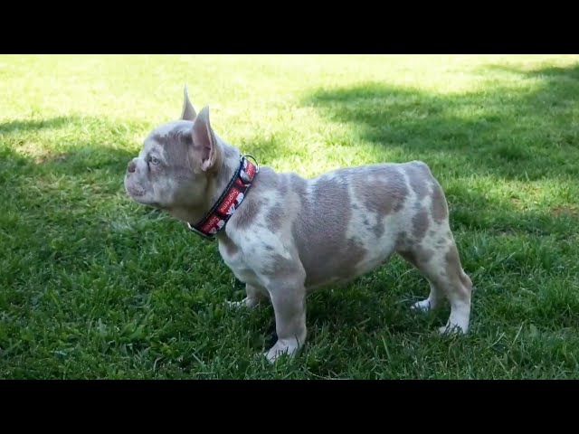 Isabella Merle French Bulldog - all Information, price, for sale, DNA, cost | Isabella Merle Frenchie