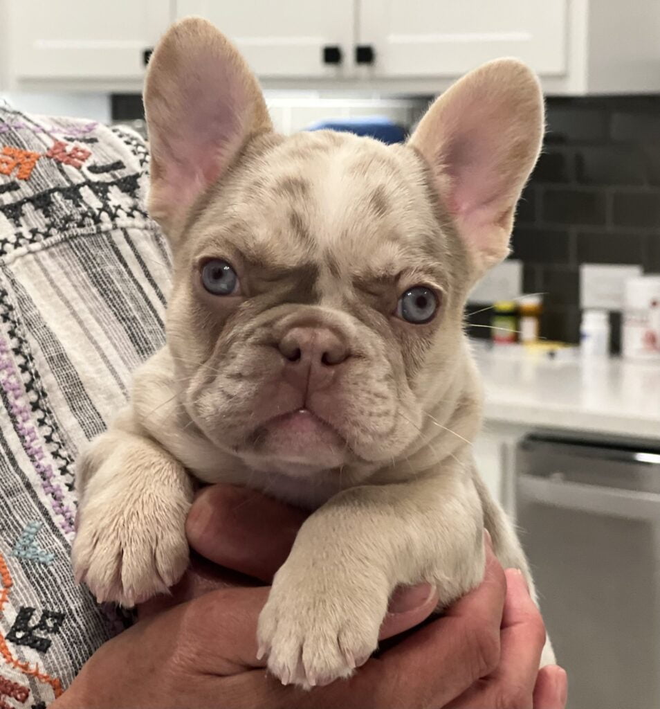 Isabella Merle French Bulldog - all Information, price, for sale, DNA, cost | Isabella Merle Frenchie