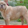 Lilac Fawn French Bulldog - all Information, price, for sale, DNA, cost | Lilac Fawn Frenchie