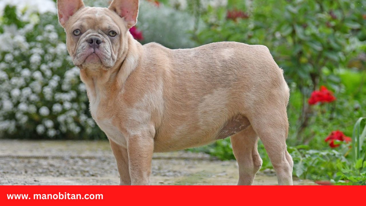 You are currently viewing Lilac Fawn French Bulldog – all Information, price, for sale, DNA, cost | Lilac Fawn Frenchie