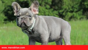Read more about the article Lilac and Tan French Bulldog – all Information, price, for sale, DNA, cost | Lilac and Tan Frenchie
