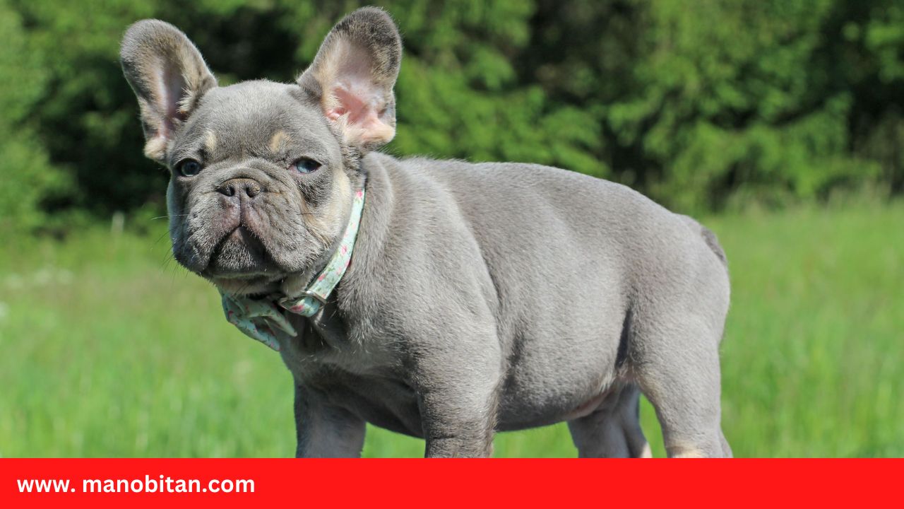 You are currently viewing Lilac and Tan French Bulldog – all Information, price, for sale, DNA, cost | Lilac and Tan Frenchie
