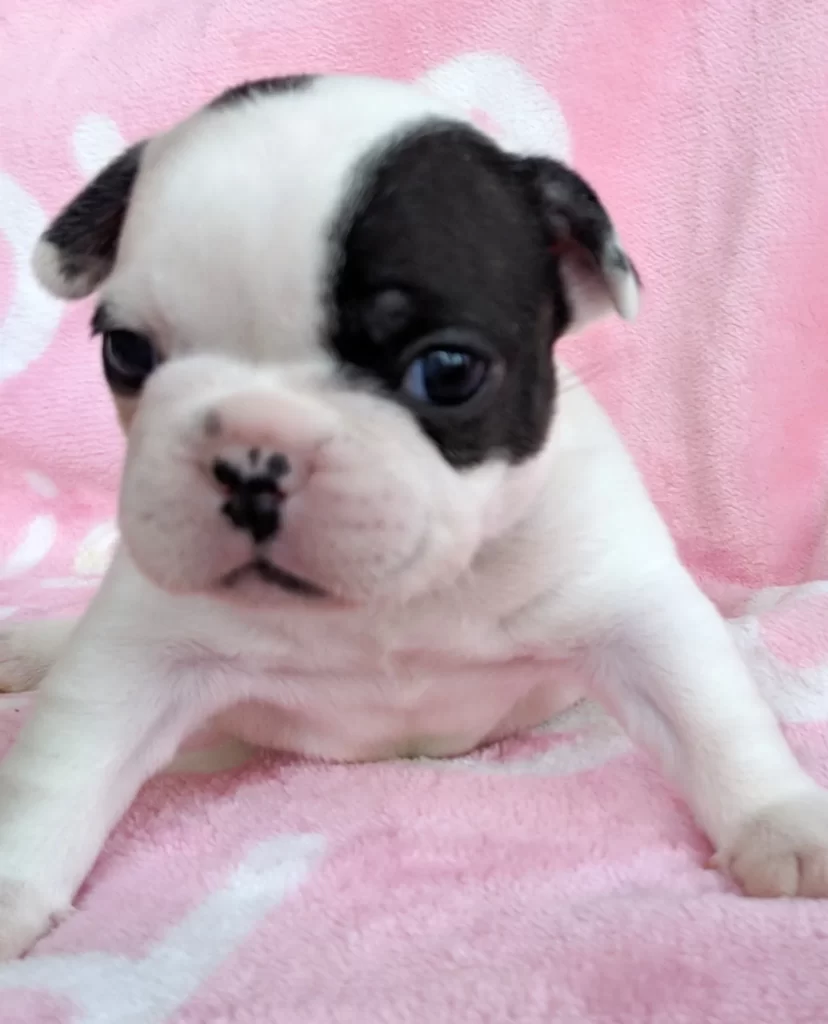 Pied French bulldog Puppies, for sale, DNA, Cost Pied Frenchies