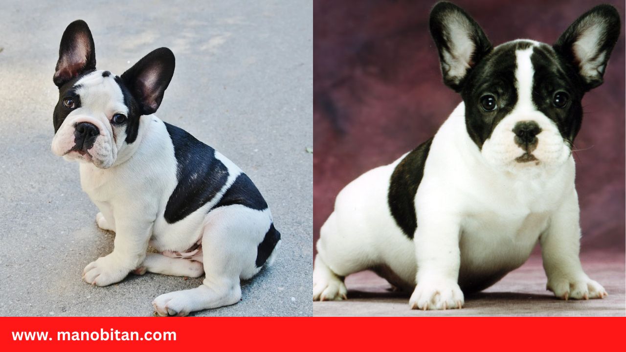 Read more about the article Pied French bulldog Puppies, for sale, DNA, Cost | Pied Frenchies