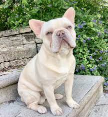 Platinum Frenchie Puppy for Sale, DNA, Cost, Fluffy | Platinum French Bulldogs