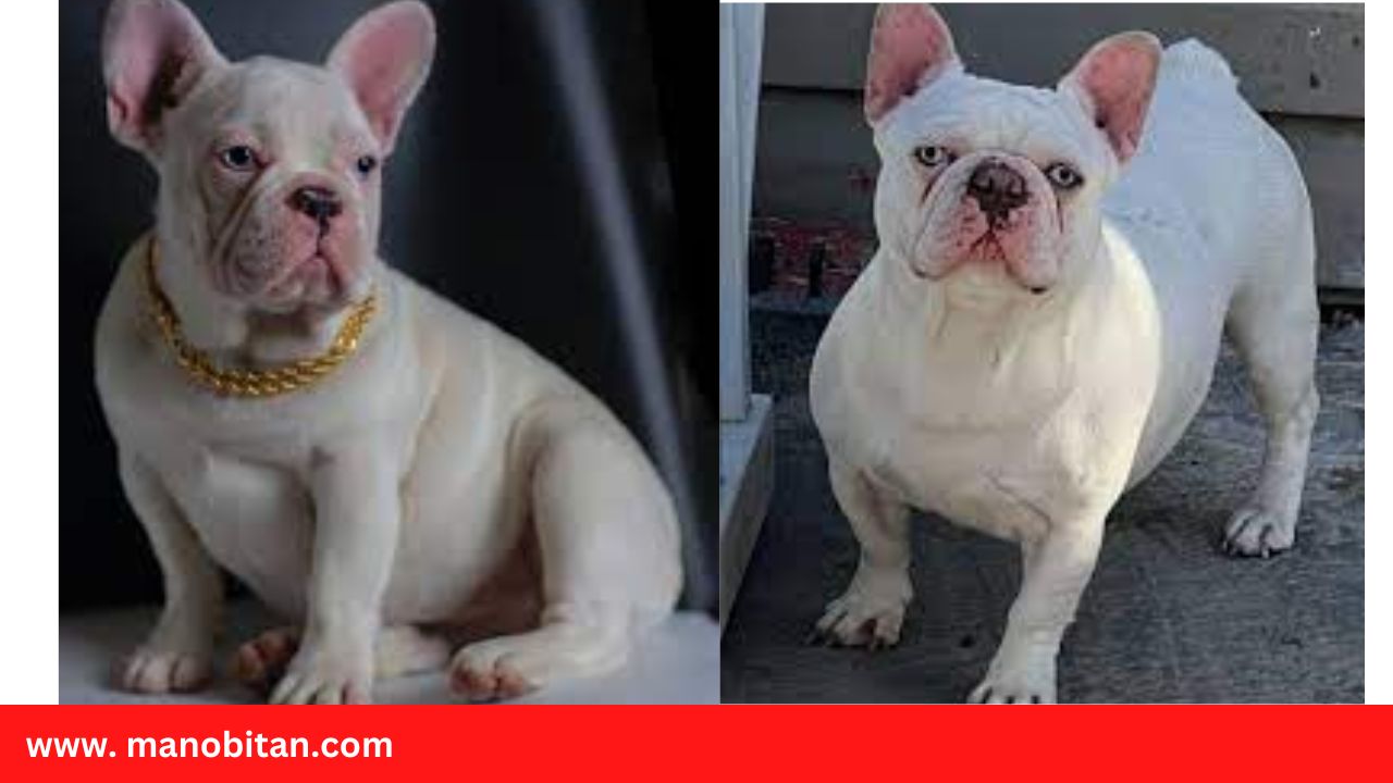 Read more about the article Platinum Frenchie Puppy for Sale, DNA, Cost, Fluffy | Platinum French Bulldogs
