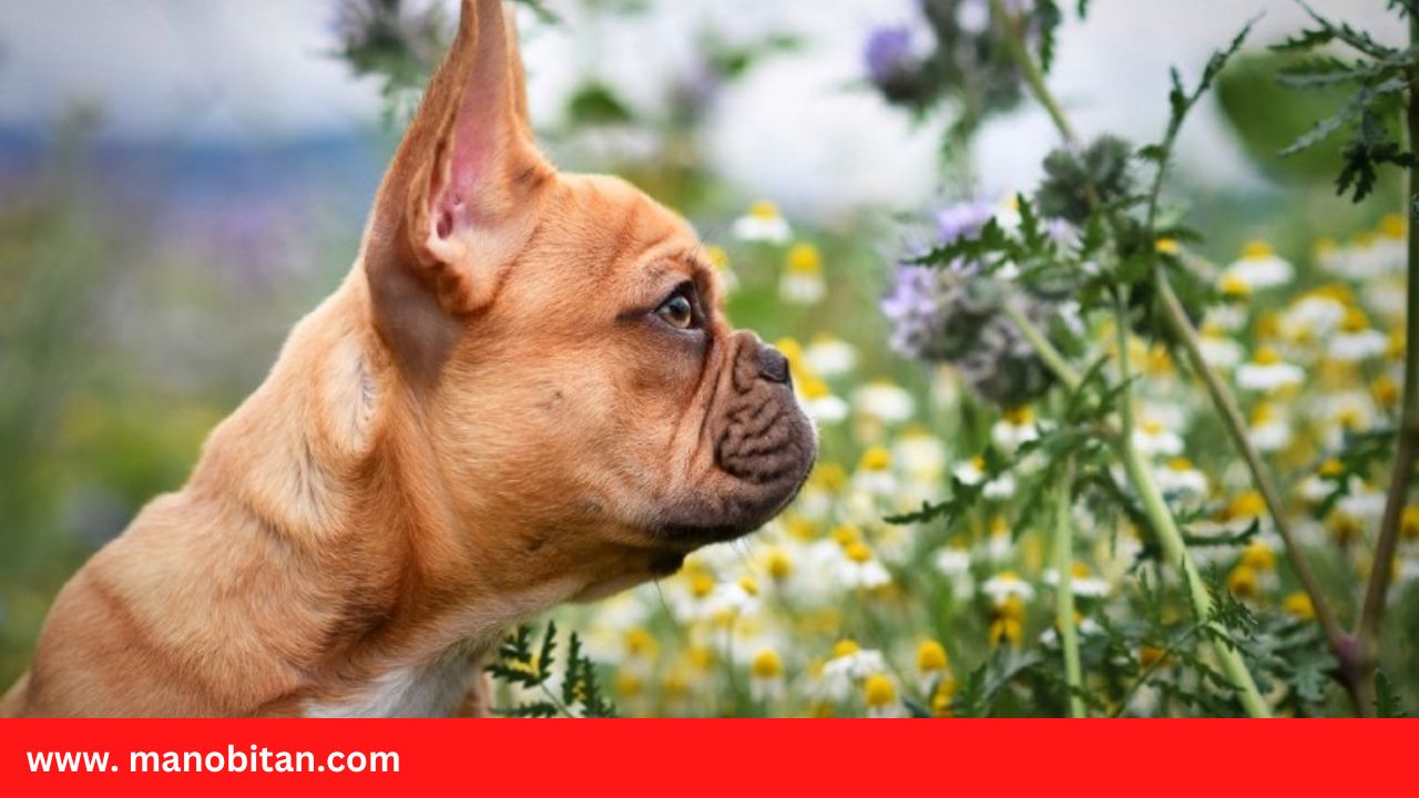 Read more about the article Red Fawn French Bulldog- all Information, price, for sale, DNA, cost | Red Fawn Frenchie