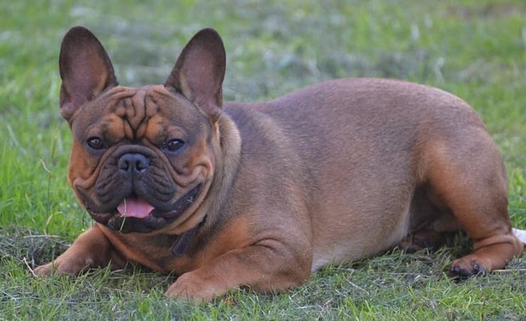 Sable French Bulldog- all Information, price, for sale, DNA, cost Sable Frenchie