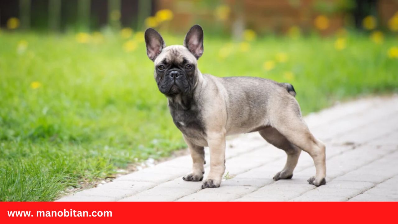 Read more about the article Sable French Bulldog- all Information, price, for sale, DNA, cost | Sable Frenchie