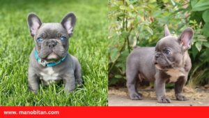 Read more about the article Teacup Blue French Bulldog- all Information, price, for sale, DNA, cost | Teacup Blue Frenchie