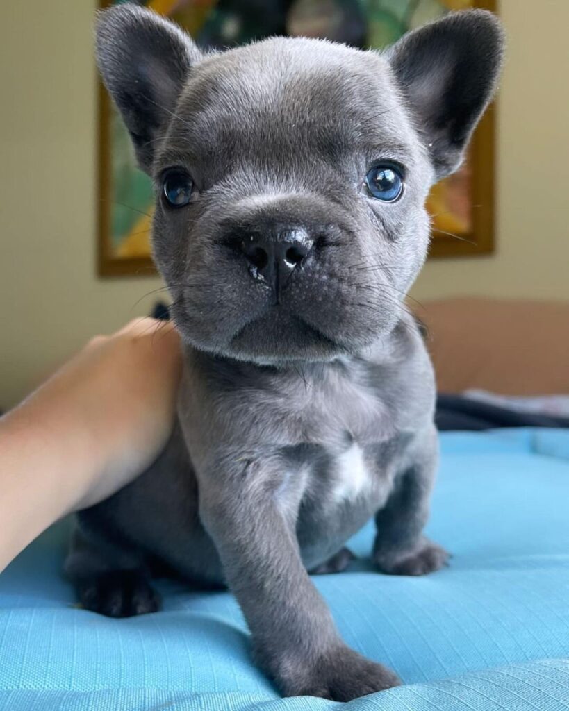 Exotic French Bulldog- all Information, price, for sale, DNA, cost | Exotic Frenchie