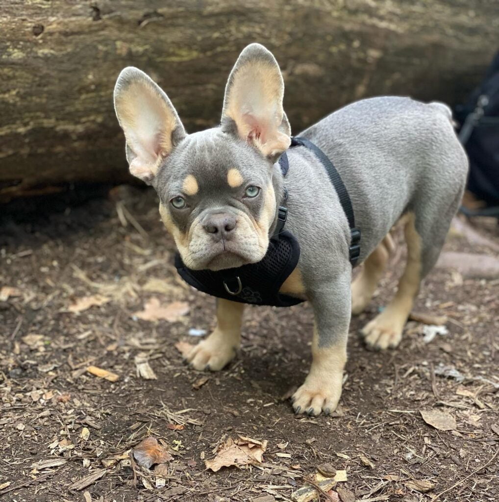Lilac and Tan French Bulldog - all Information, price, for sale, DNA, cost | Lilac and Tan Frenchie