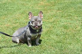 Lilac and Tan French Bulldog - all Information, price, for sale, DNA, cost | Lilac and Tan Frenchie