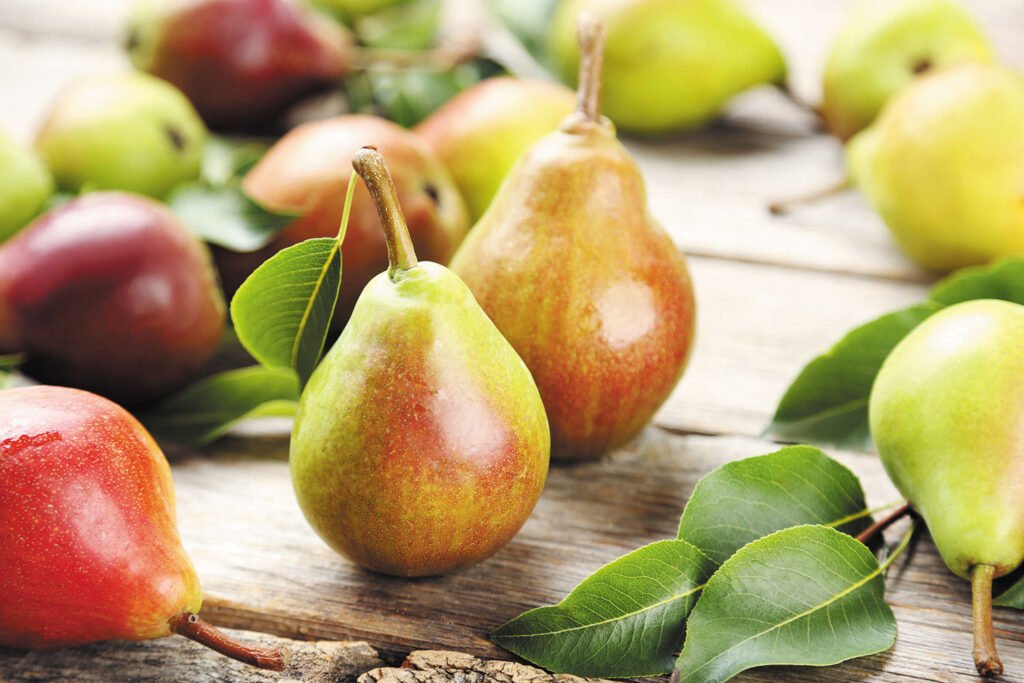 Can Frenchies Eat Pears  Can French Bulldogs Eat Pears