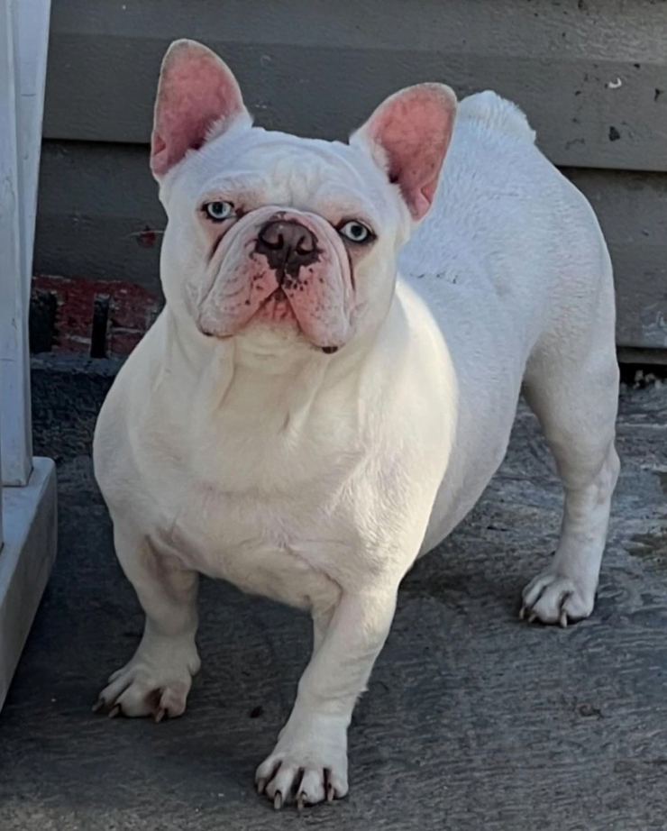 Platinum Frenchie Puppy for Sale, DNA, Cost, Fluffy | Platinum French Bulldogs