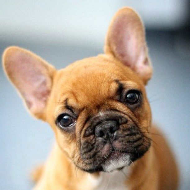 Red Fawn French Bulldog- all Information, price, for sale, DNA, cost Red Fawn Frenchie