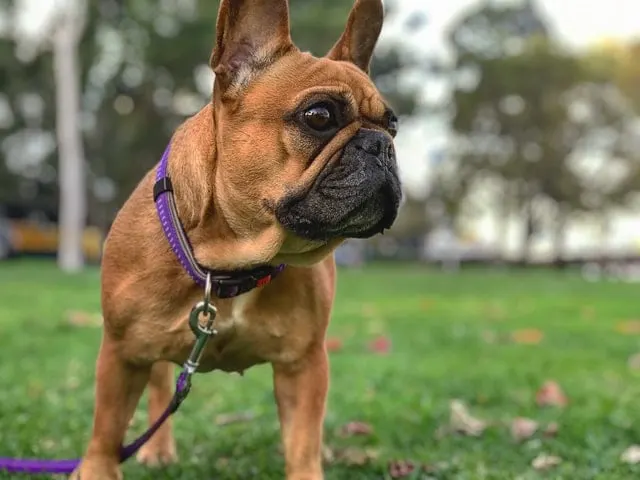 Red Fawn French Bulldog- all Information, price, for sale, DNA, cost Red Fawn Frenchie