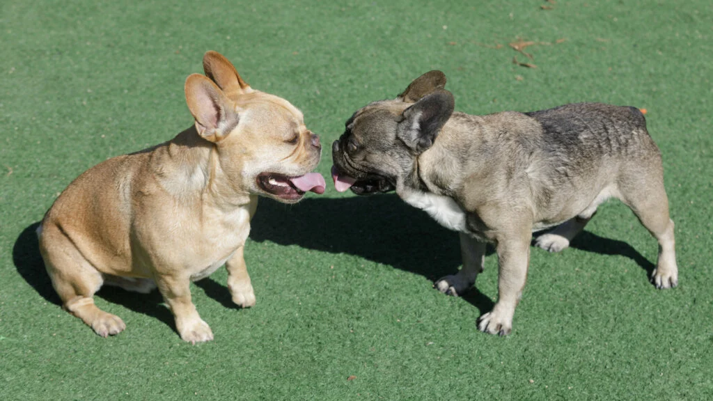 Sable French Bulldog- all Information, price, for sale, DNA, cost Sable Frenchie