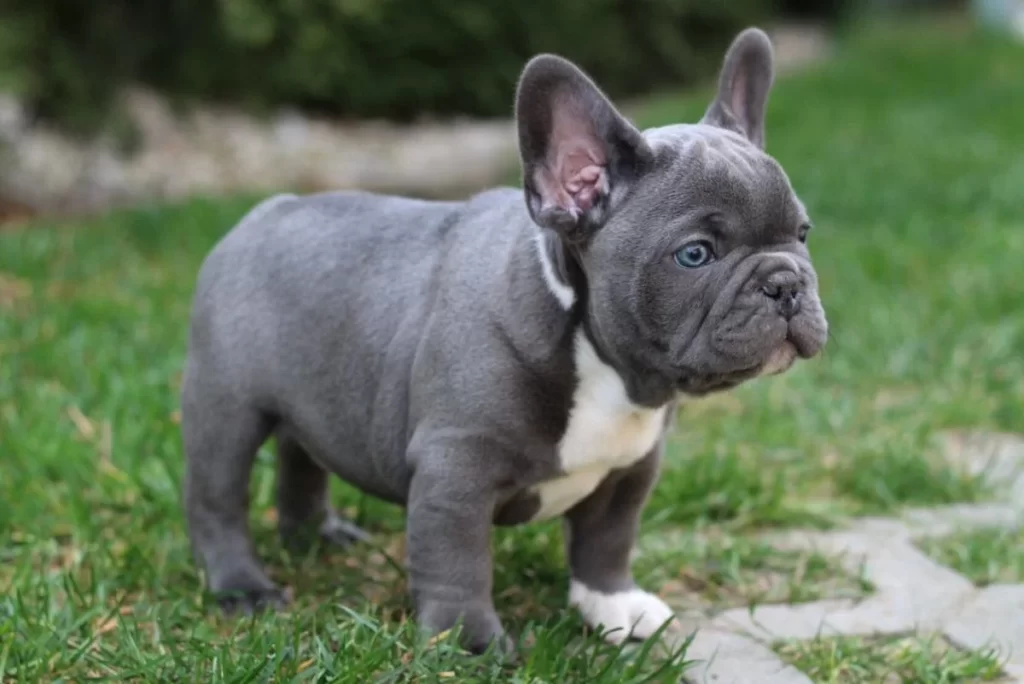 Teacup Blue French Bulldog- all Information, price, for sale, DNA, cost Teacup Blue Frenchie